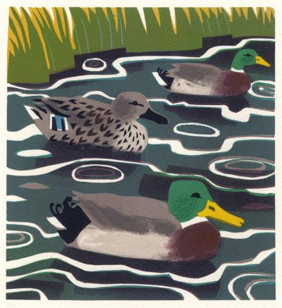 Mallard Print by Carry Akroyd