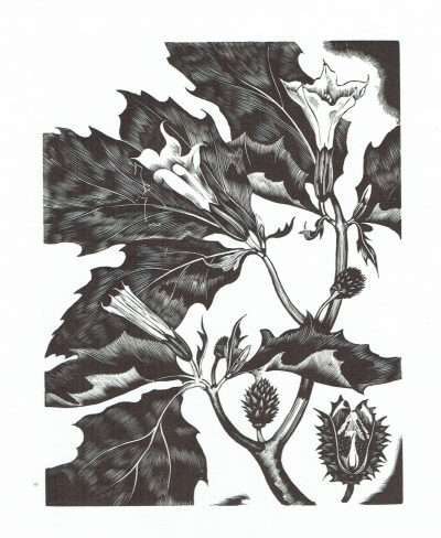 Datura