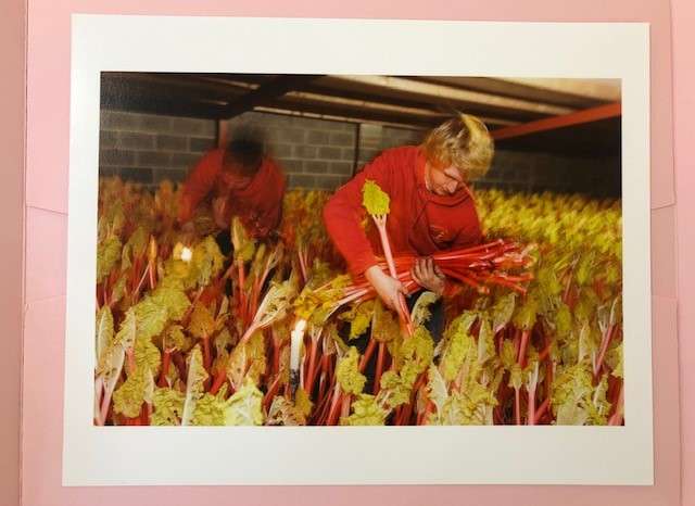 Rhubarb Triangle Print