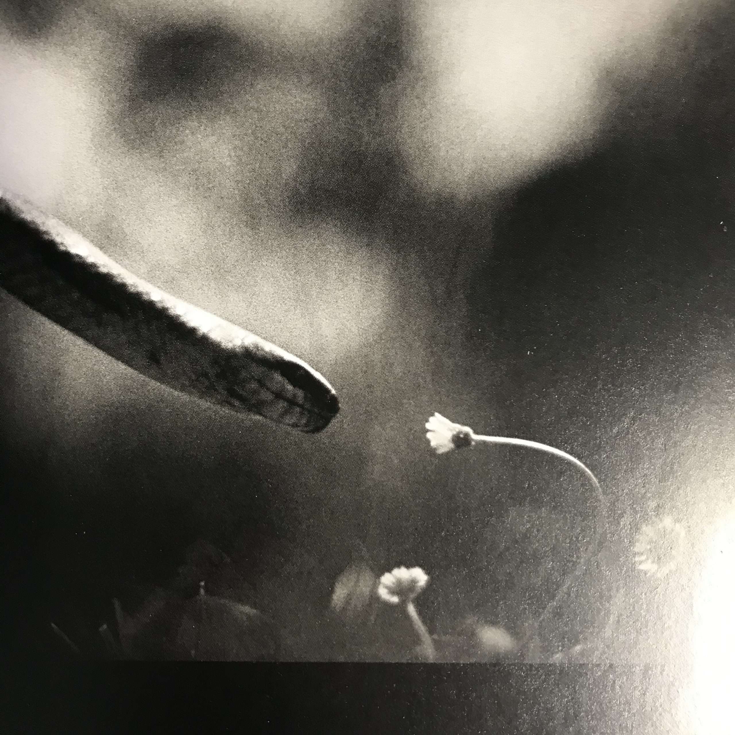 Giacomo Brunelli: The Animals (Signed) - Image 4