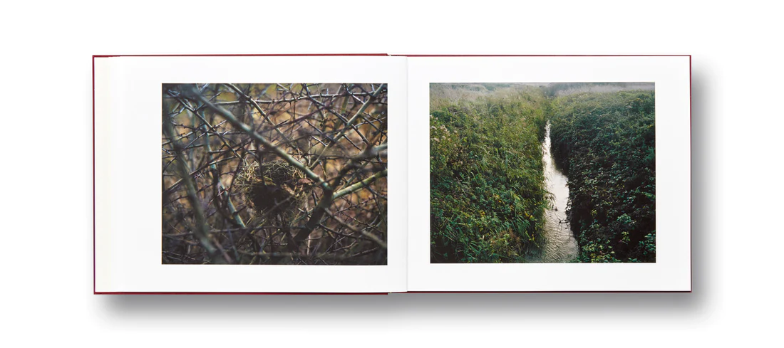 Jem Southam: The Moth - Image 3