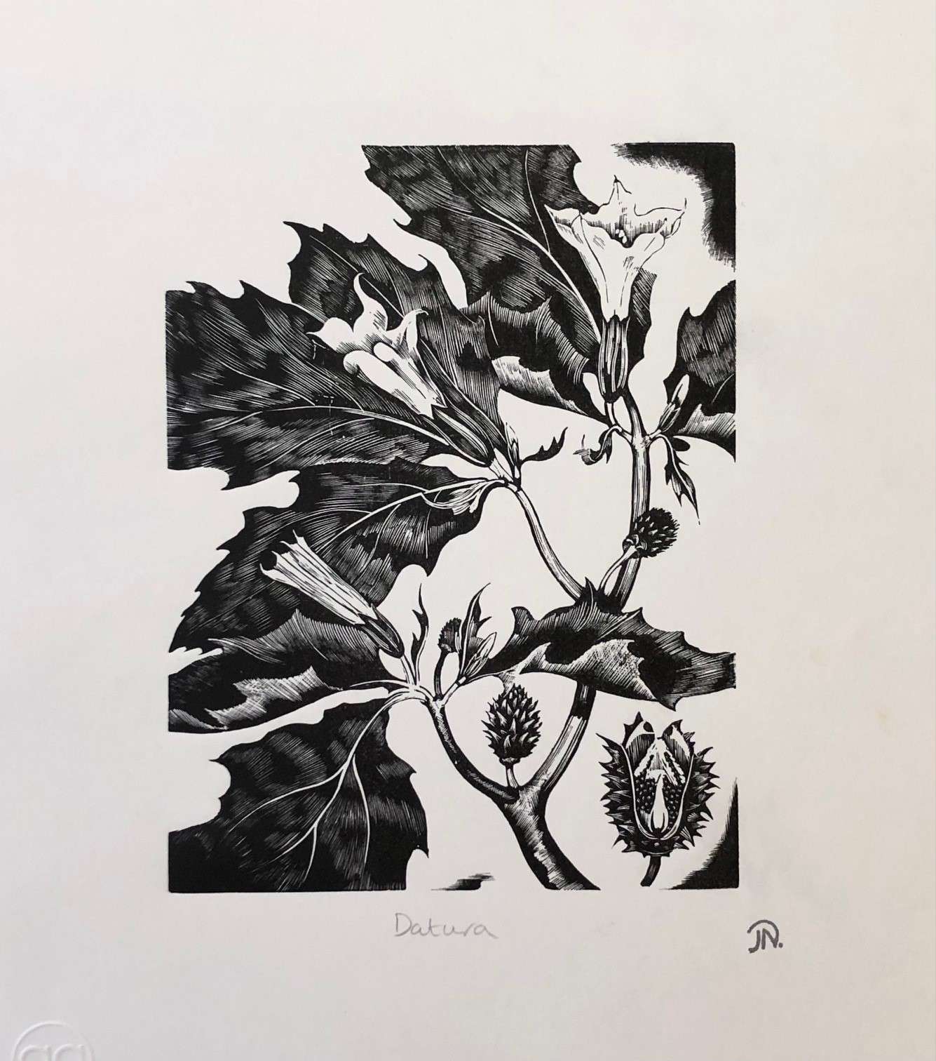 Datura