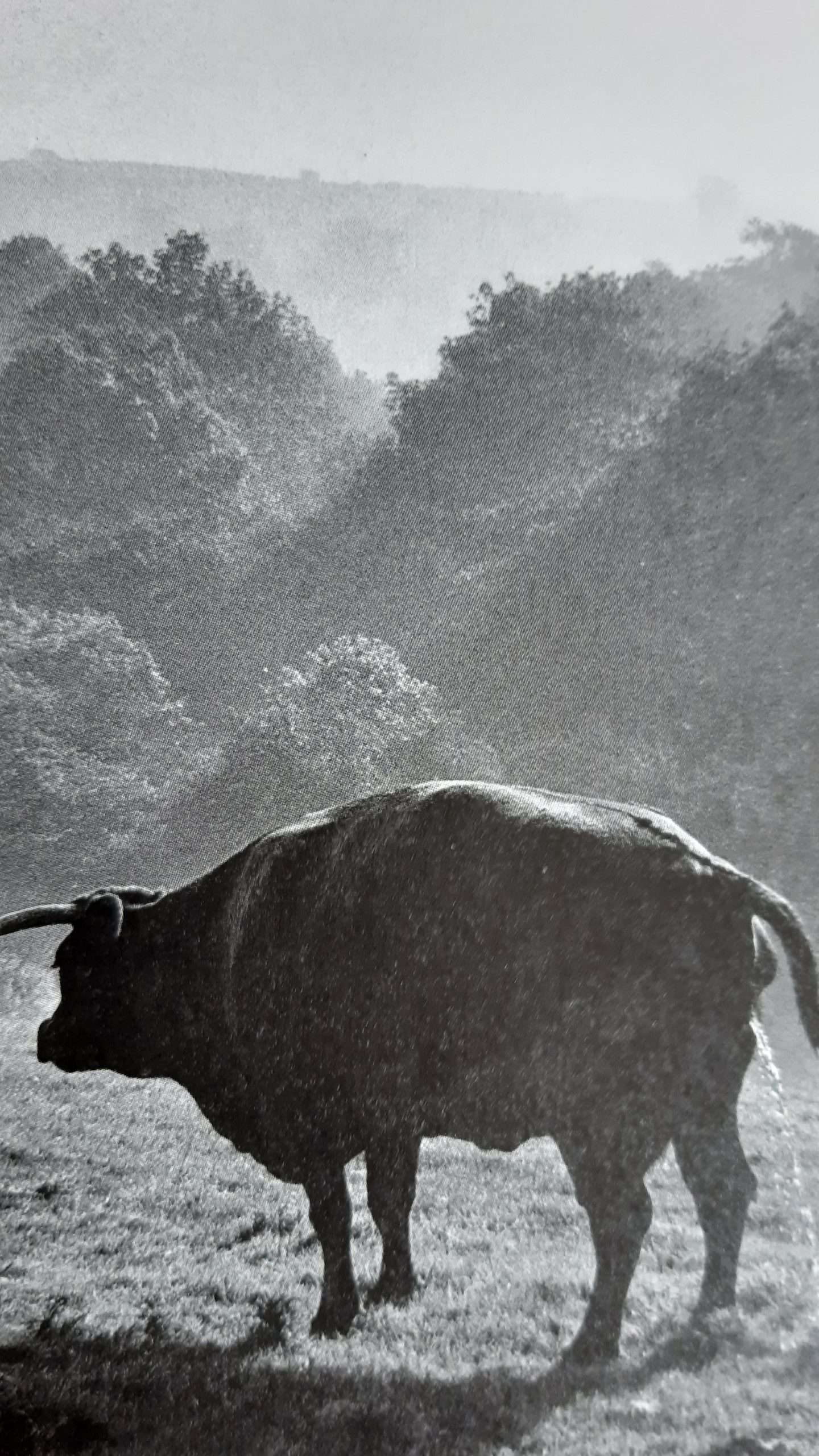 A Corner of England: North Devon Landscape and People (1999) - Image 2