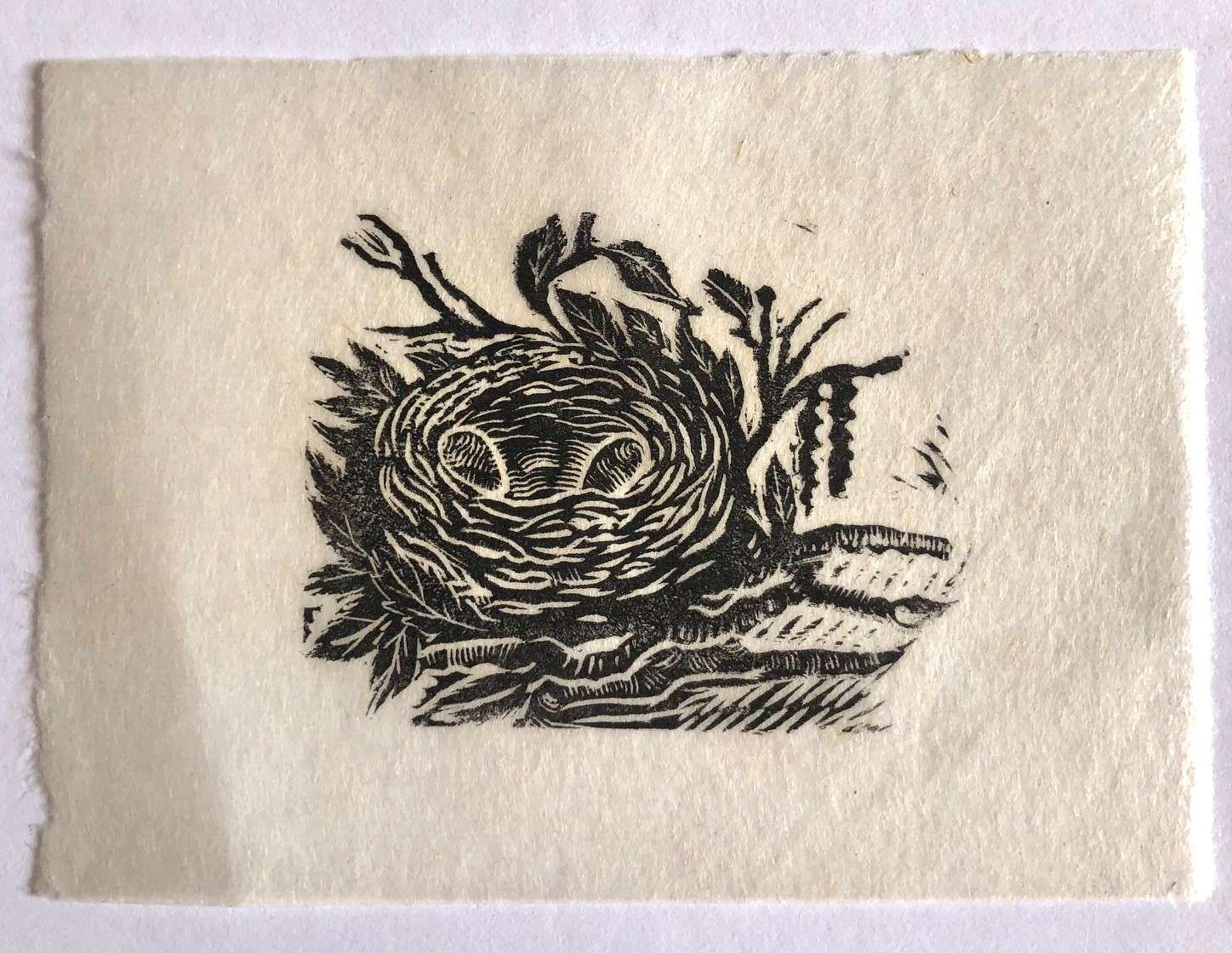 Bird Nest