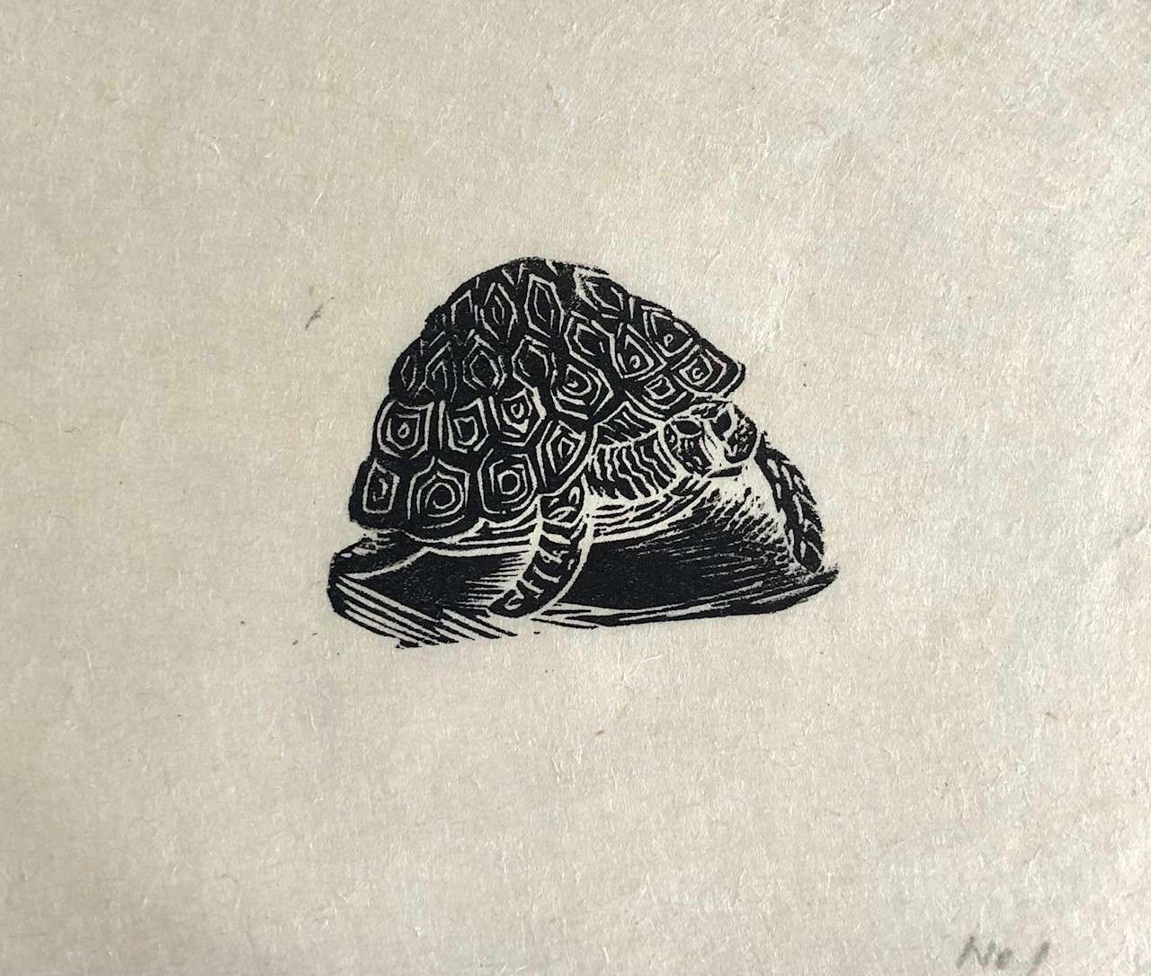 Tortoise