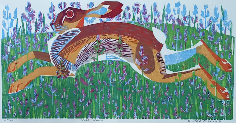 Hill Hare