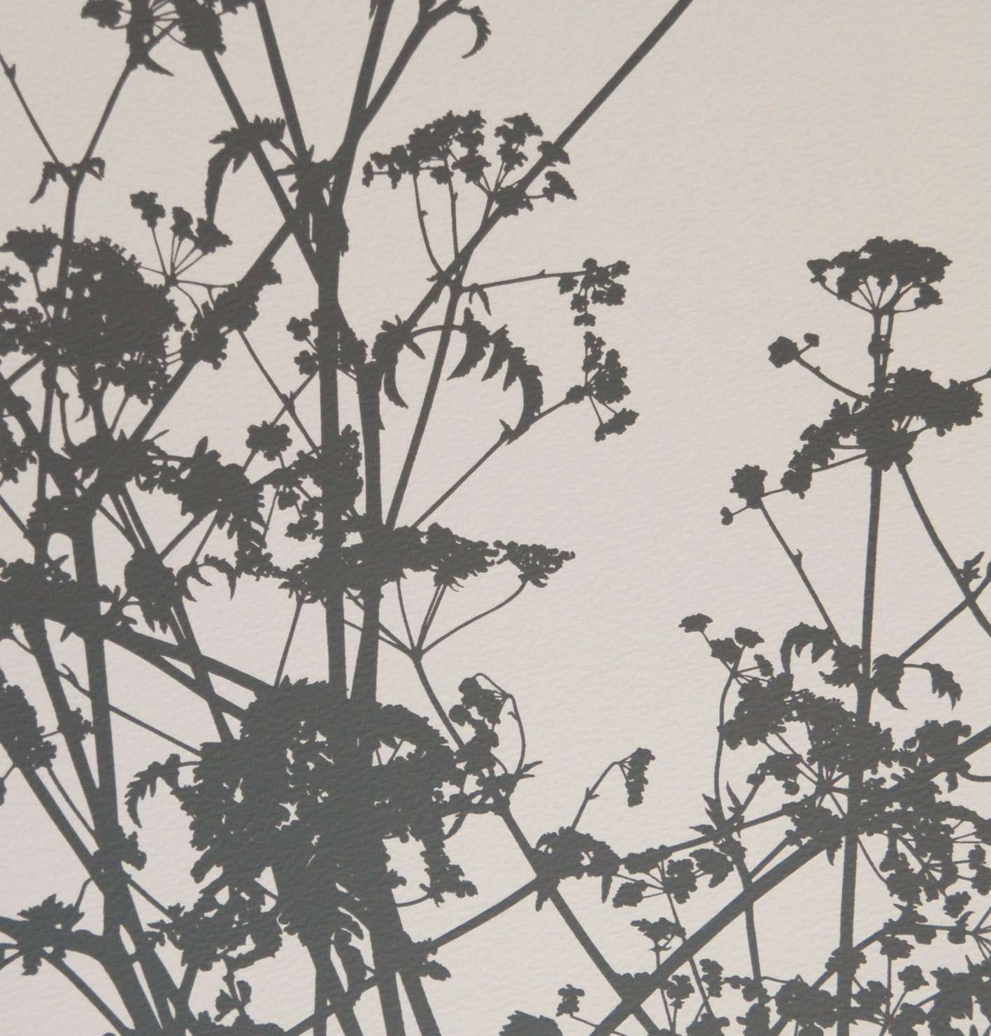 Cow Parsley 2