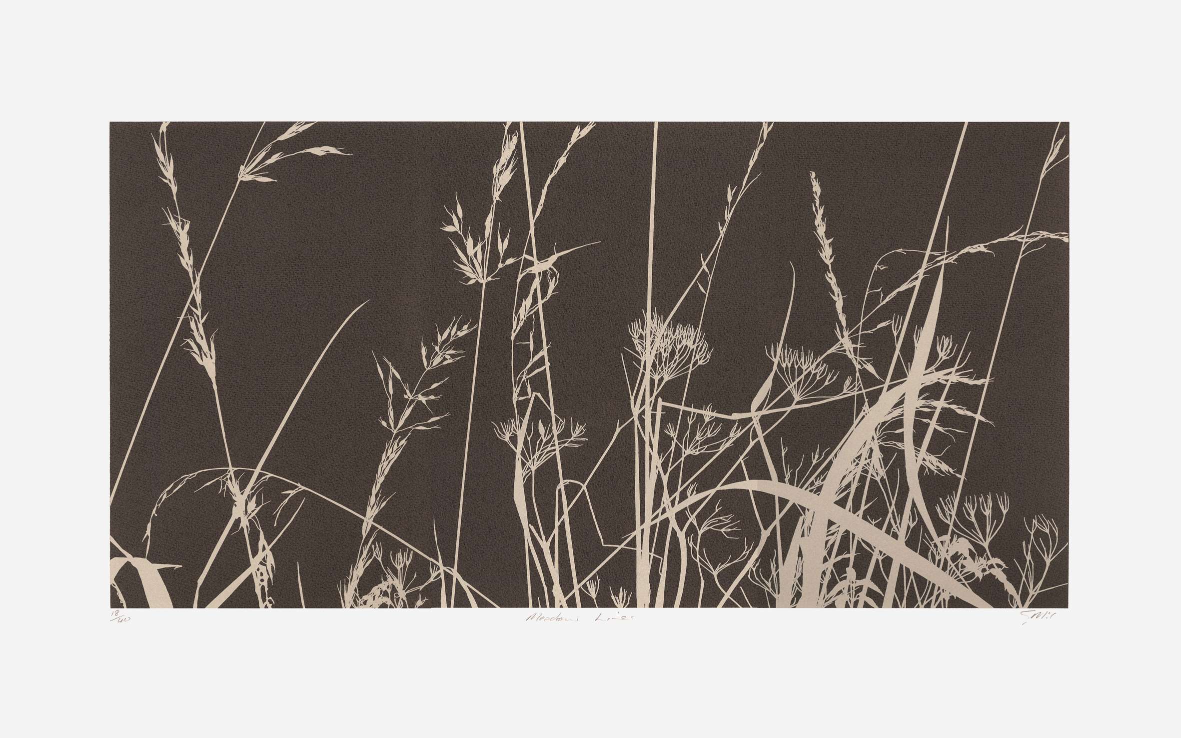 Meadow Lines
