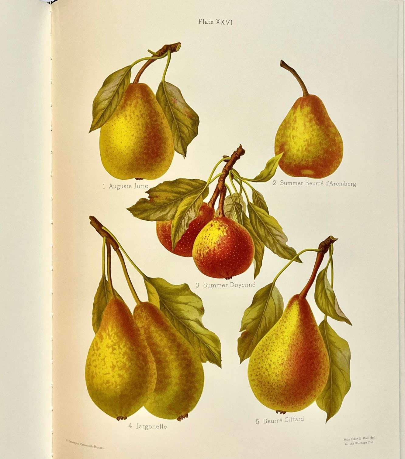 The Herefordshire Pomona (2014) (Limited Edition) (Folio Society) - Image 6