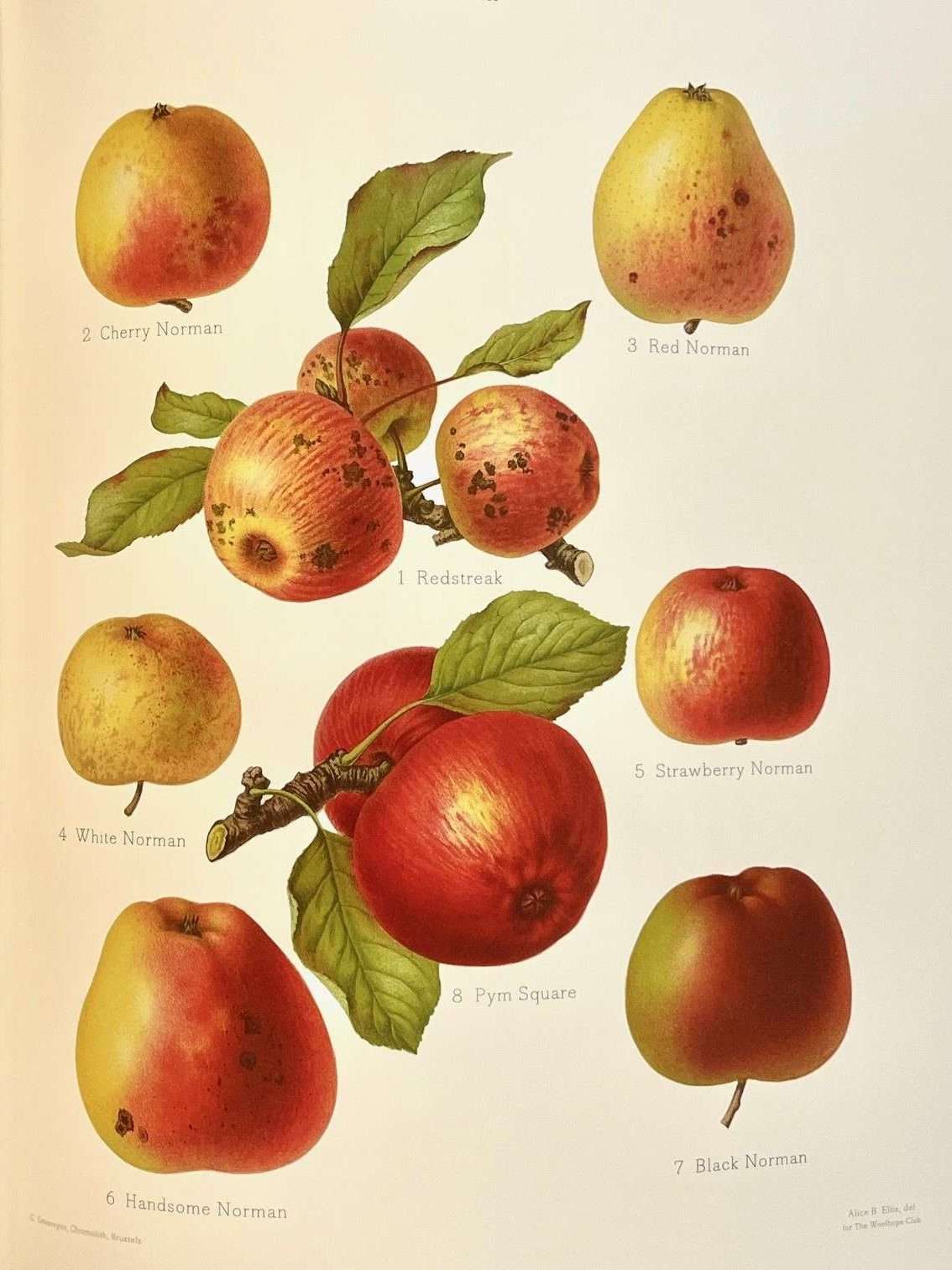 The Herefordshire Pomona (2014) (Limited Edition) (Folio Society) - Image 7