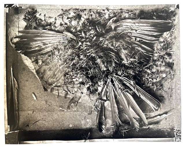 John Blakemore: Photographs 1955-2010 (2011) - Image 2