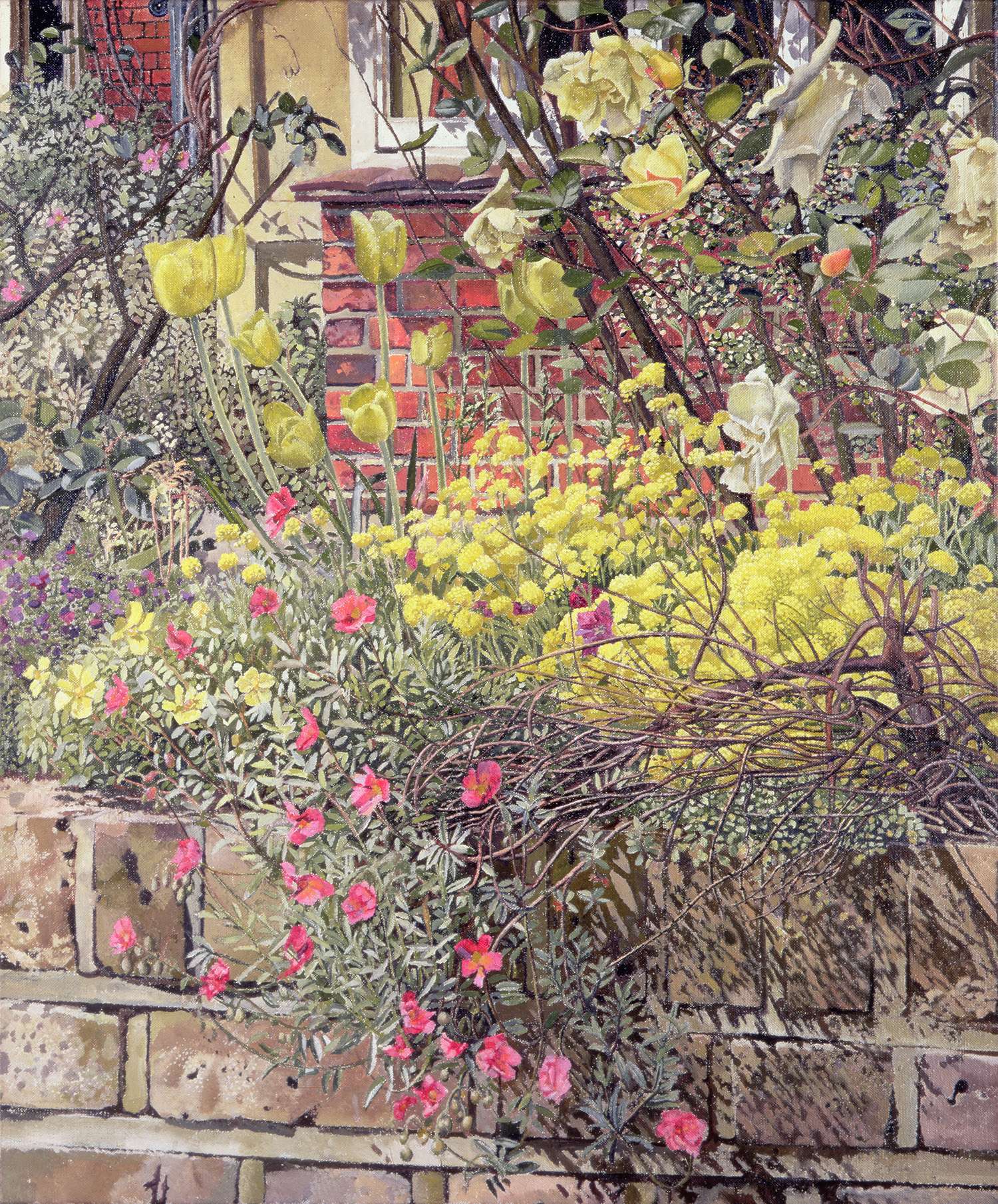 Rock Roses