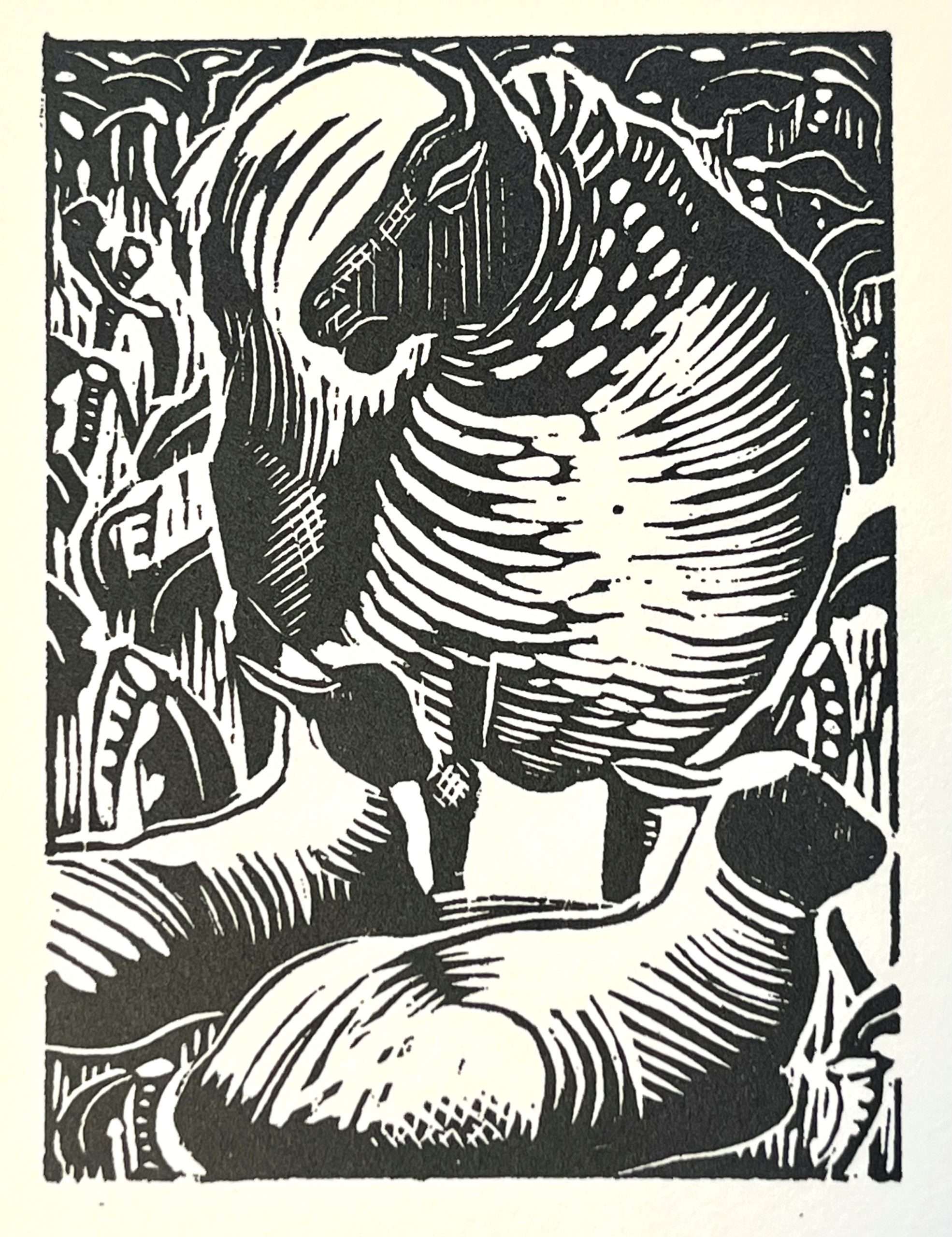 Sheep and Lambs