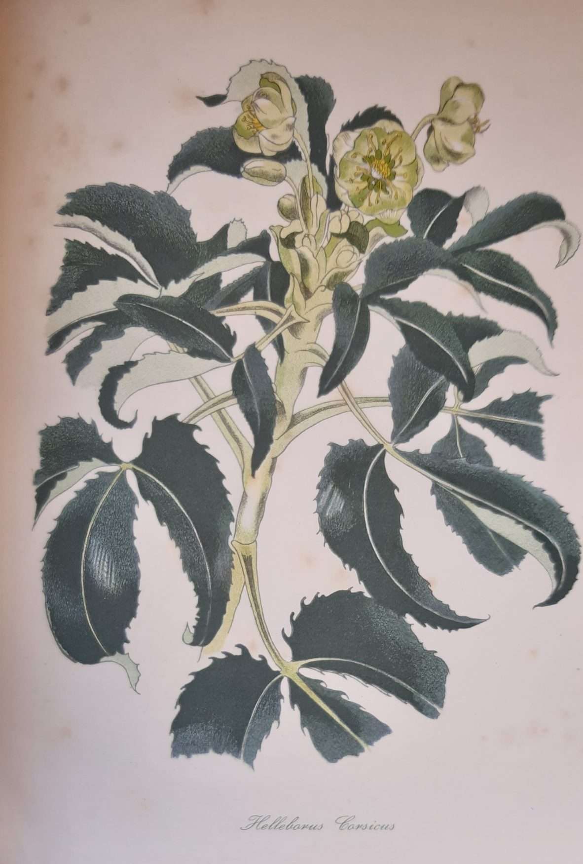 English Garden Flowers (1948) (John Nash) - Image 3