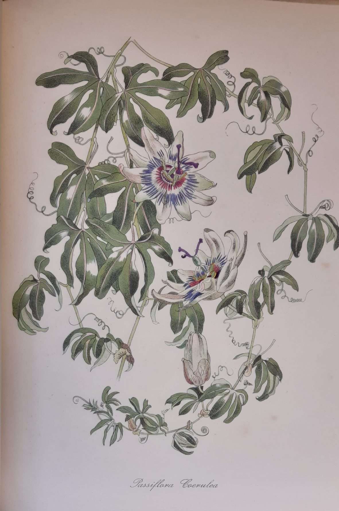 English Garden Flowers (1948) (John Nash) - Image 4