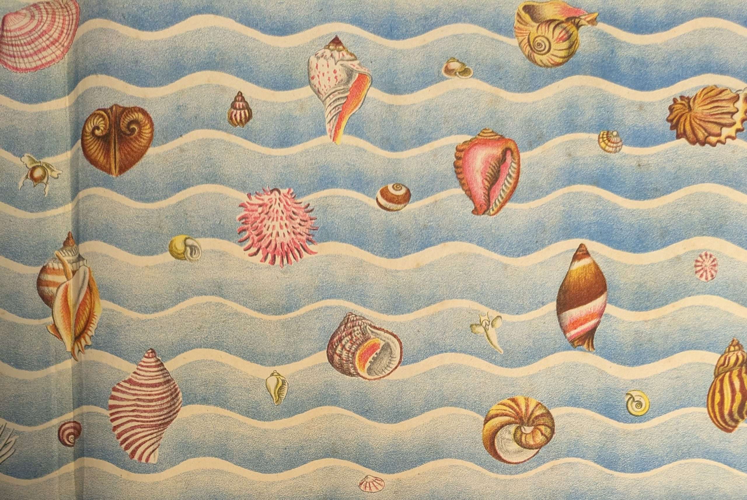 Shells and How They Live (1944) (Eileen Mayo) - Image 5