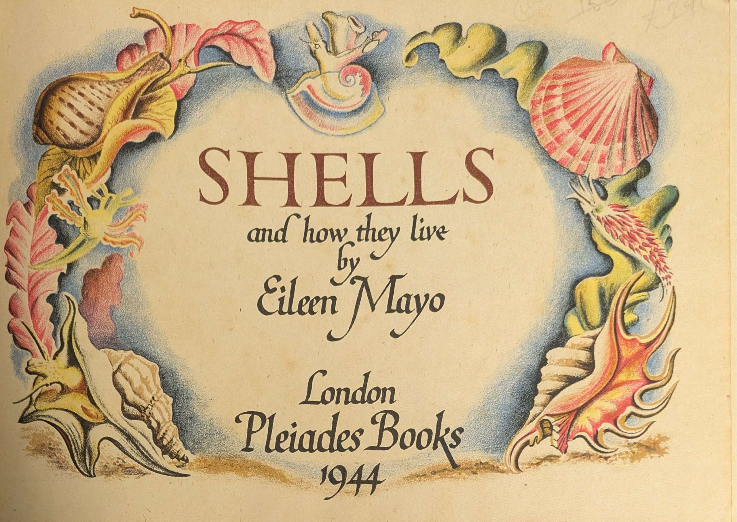 Shells and How They Live (1944) (Eileen Mayo) - Image 4