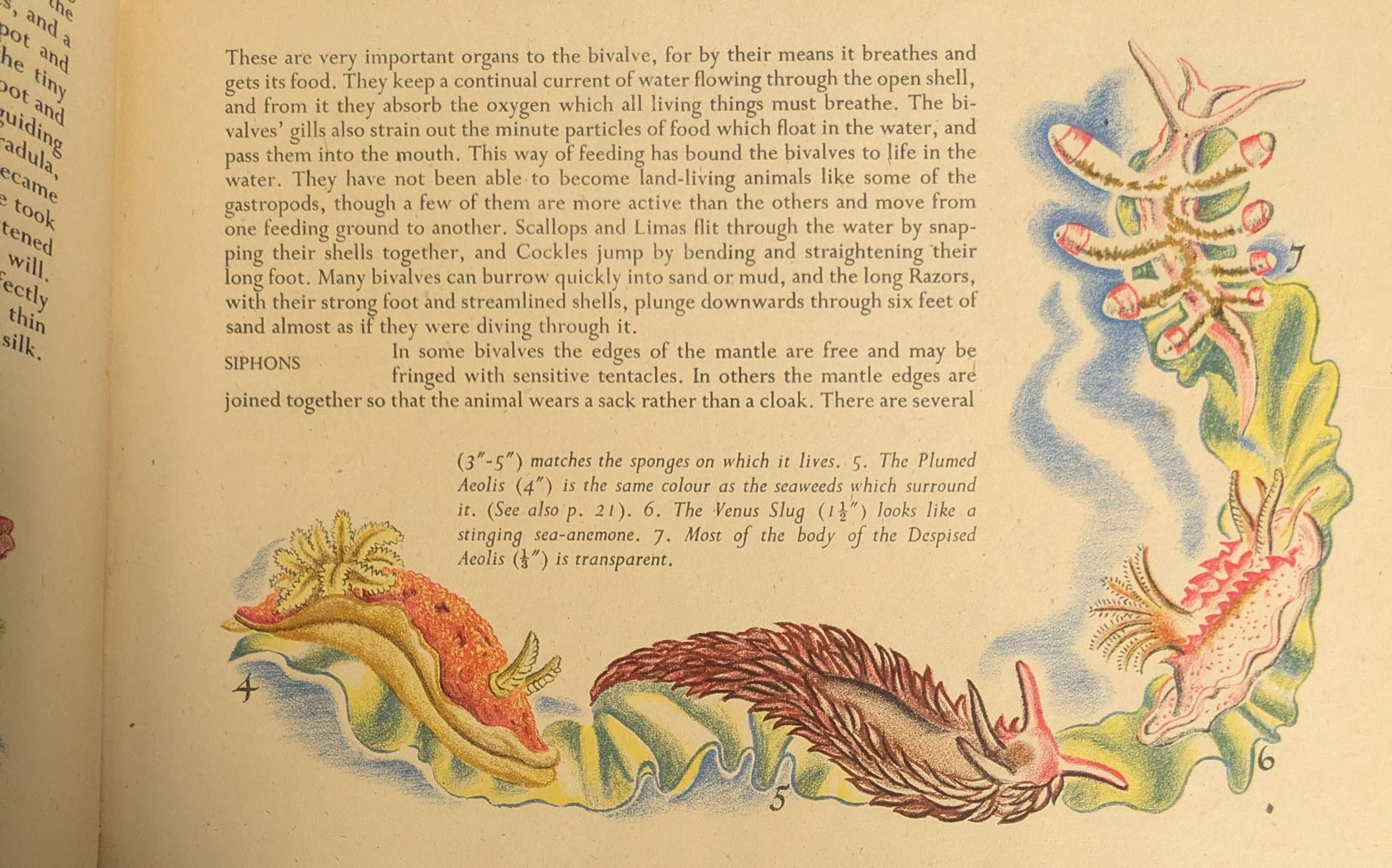 Shells and How They Live (1944) (Eileen Mayo) - Image 3