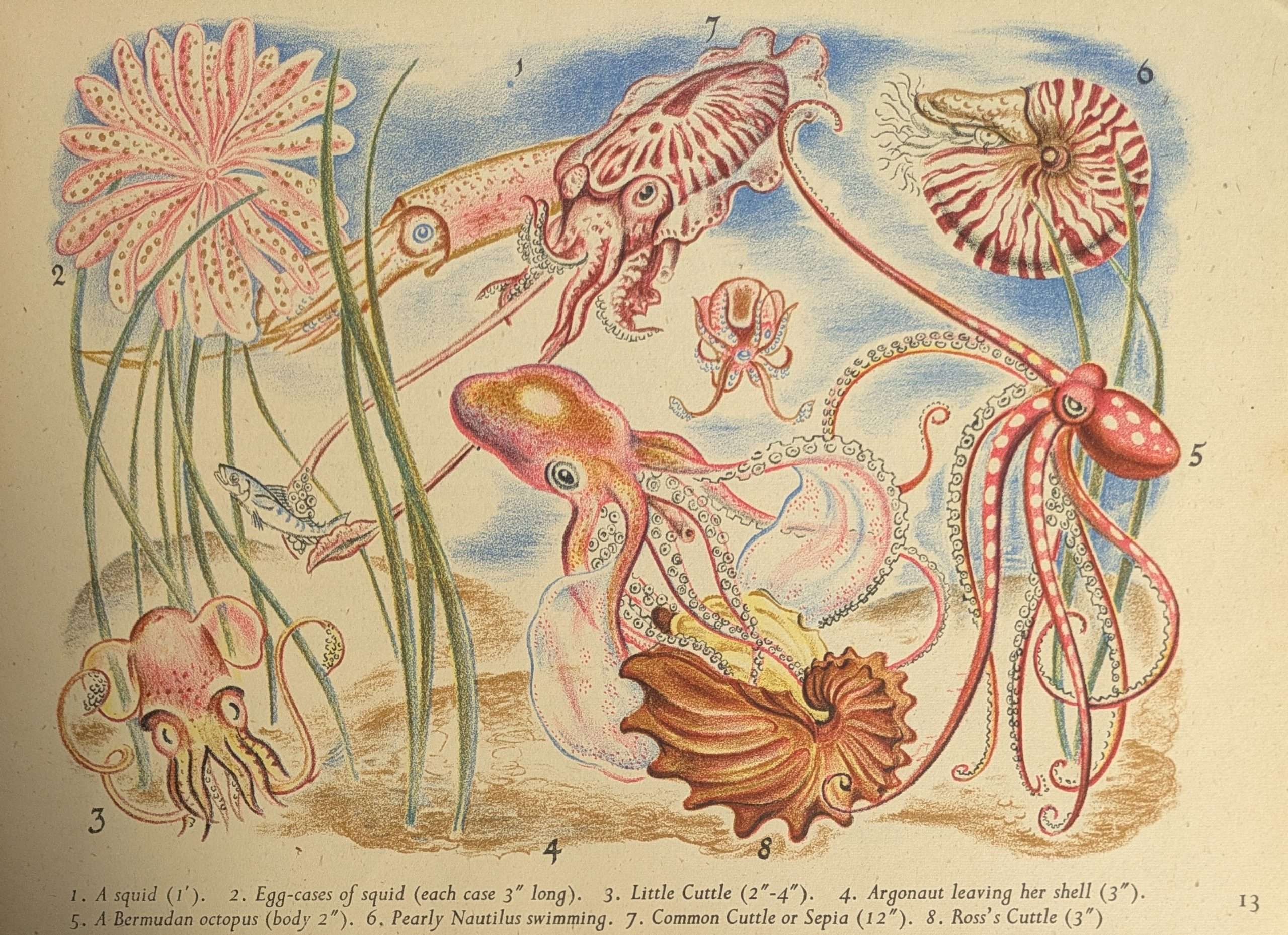Shells and How They Live (1944) (Eileen Mayo) - Image 2