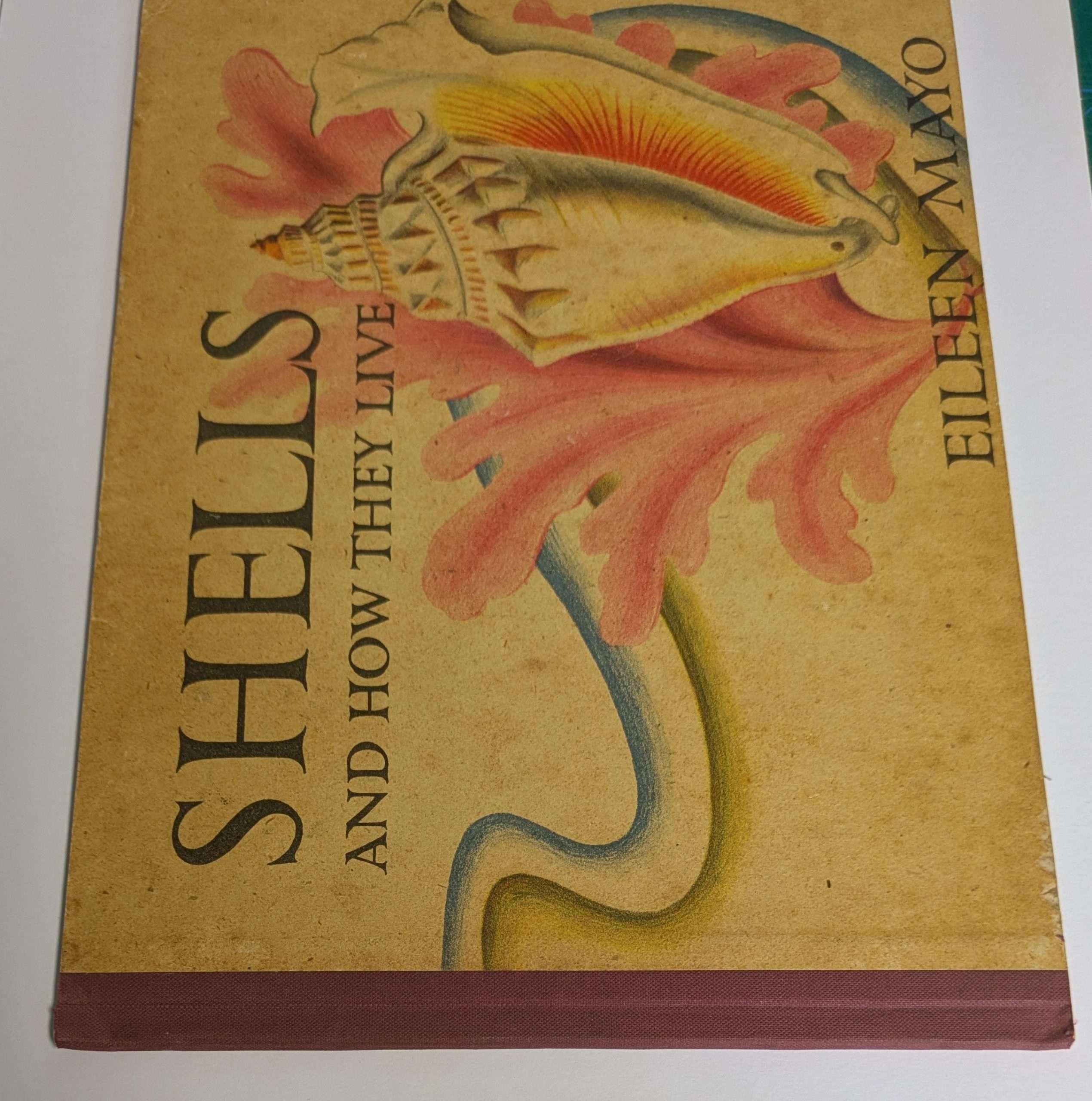 Shells and How They Live (1944) (Eileen Mayo) - Image 6