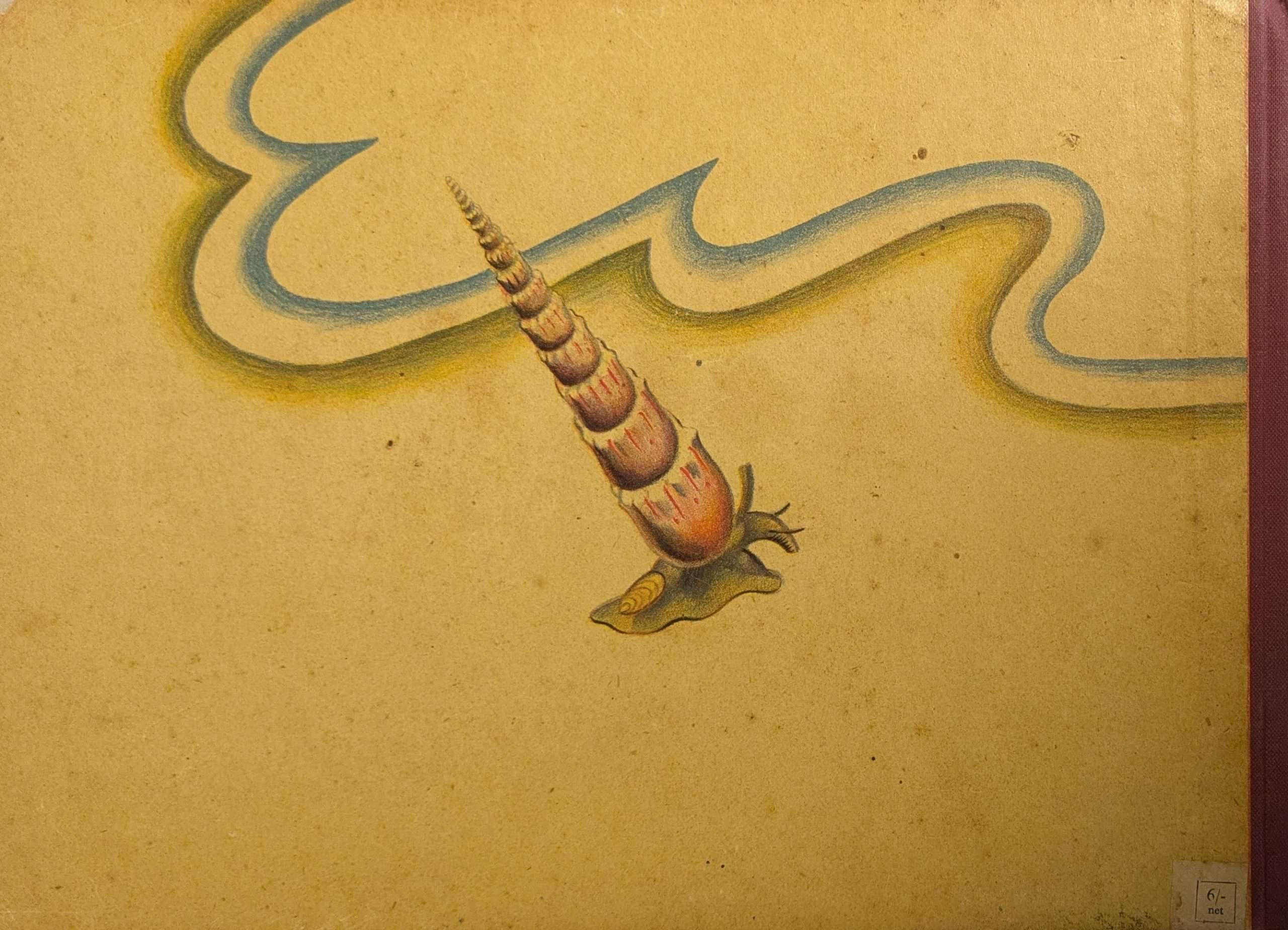 Shells and How They Live (1944) (Eileen Mayo) - Image 7